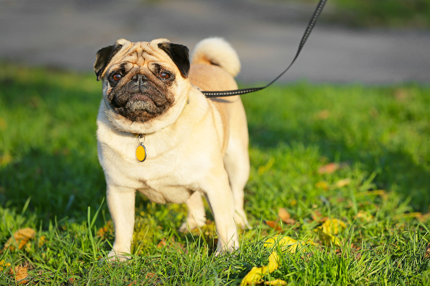 fawn pug dog on a black leash standing on some green grass
